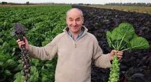 Выращивание брюссельской капусты из семян — многодетная капуста!