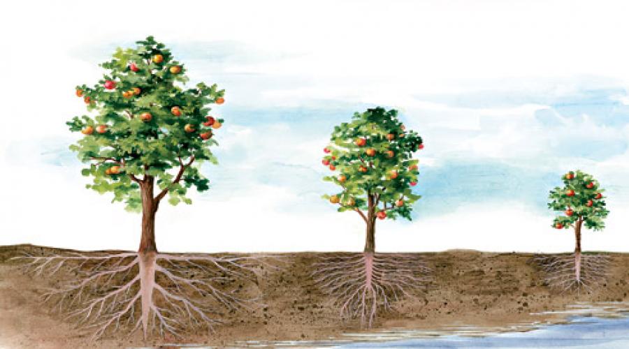 Посаженные деревья. Декоративные деревья - фото и названия