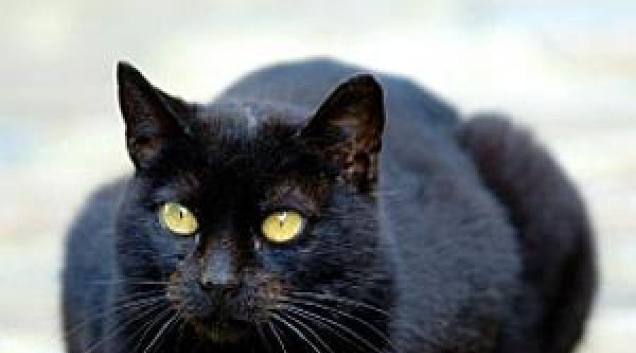 К чему снятся черные кошки – догадаться несложно. Видеть во сне много черных кошек
