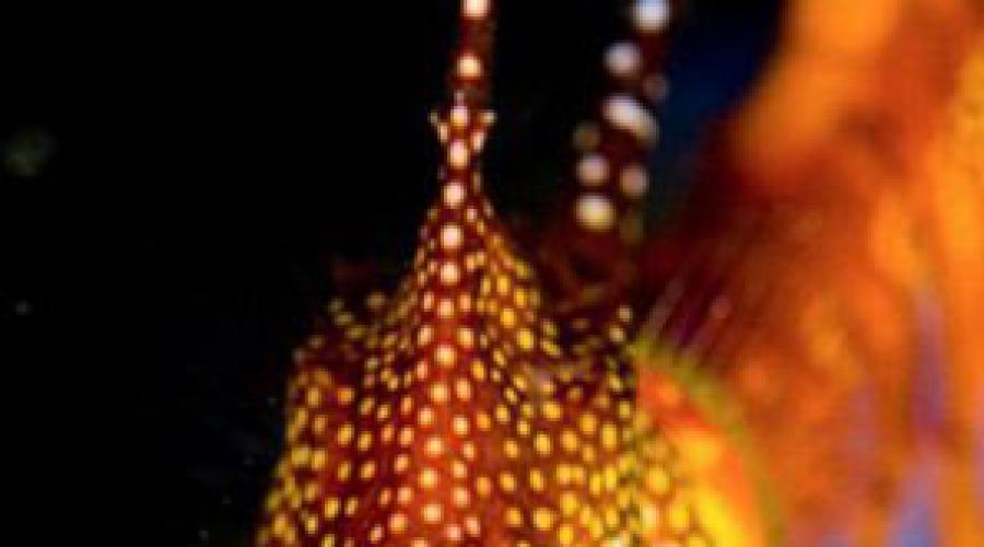 Dragon de mare de foioase în acvariu.  Dragon de mare cu frunze sau pegas de mare (lat.