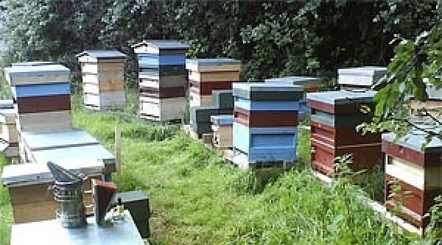 Regeln für die Organisation eines Bienenhauses.  Einen Platz für ein Bienenhaus auswählen und Bienenstöcke aufstellen. Methoden zum Platzieren eines Bienenhauses auf einem Gelände