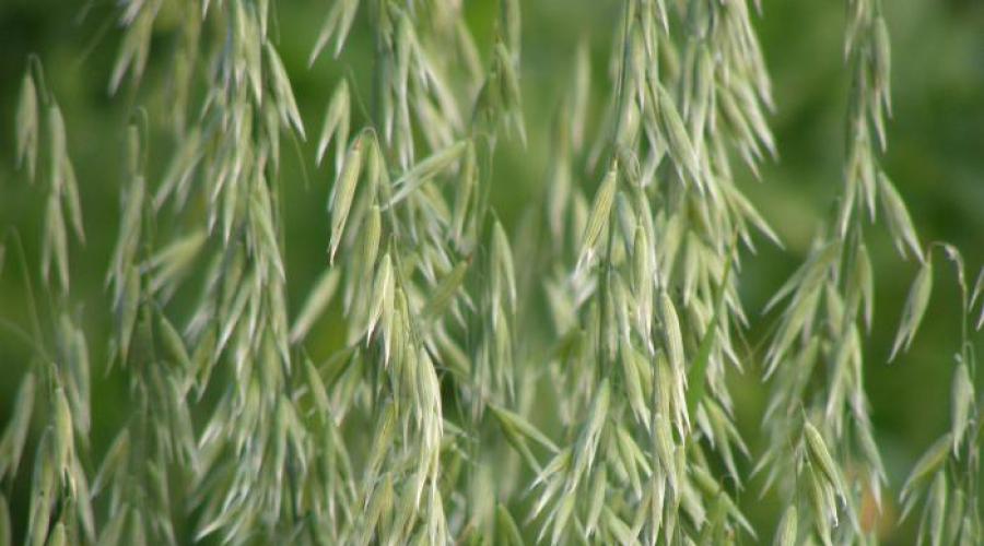 Wie heißt die Gattung der mehrjährigen Gräser der Familie der Gräser?  Einführung in den Getreideanbau