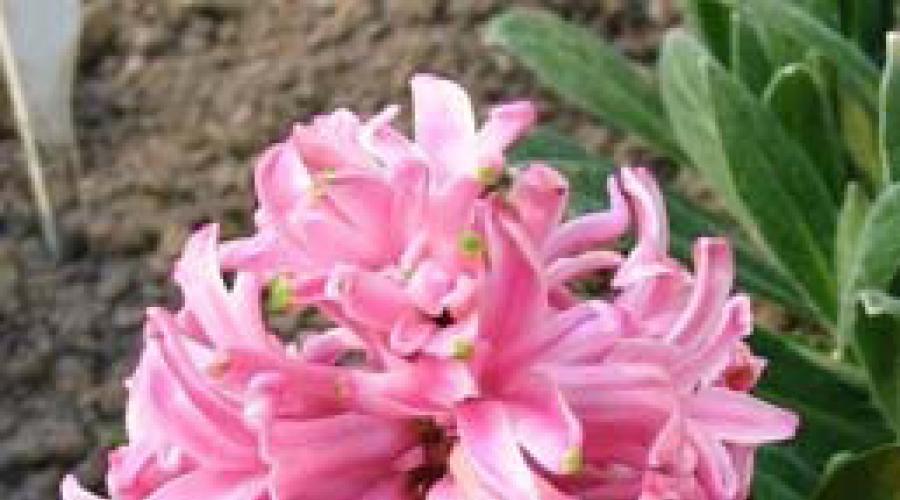 Legenda zambilei în Grecia antică.  Hyacinth: Ce este în numele meu pentru tine?  Zambile - rădăcini istorice