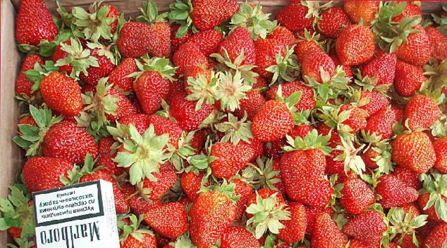 Anbau von Erdbeeren (Gartenerdbeeren).  Regeln für das Pflanzen von Erdbeeren im Freiland und unter Abdeckmaterial Welche Erdbeeren mögen Licht oder Schatten?