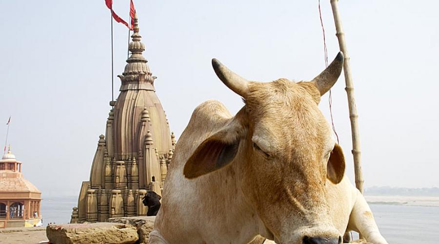 Animaux sacrés de l'Inde.  vache