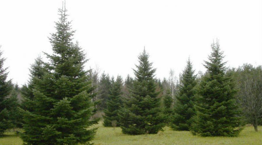 Conifere.  Chiparos - un copac unic de conifere veșnic verde Lista de conifere veșnic verzi