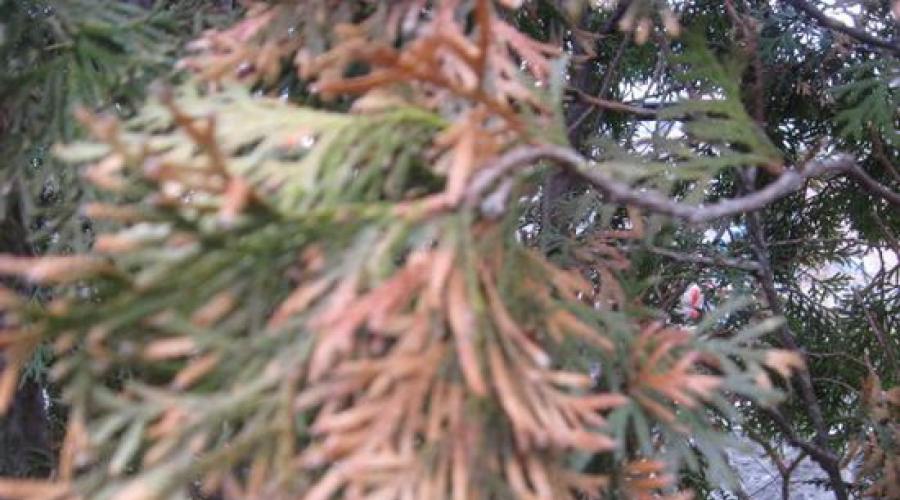 Frühlingsbehandlung von Thuja gegen Schädlinge.  Pflege der Thuja im Herbst: Grundlegende Maßnahmen zur Vorbereitung von Nadelbäumen auf den Winter