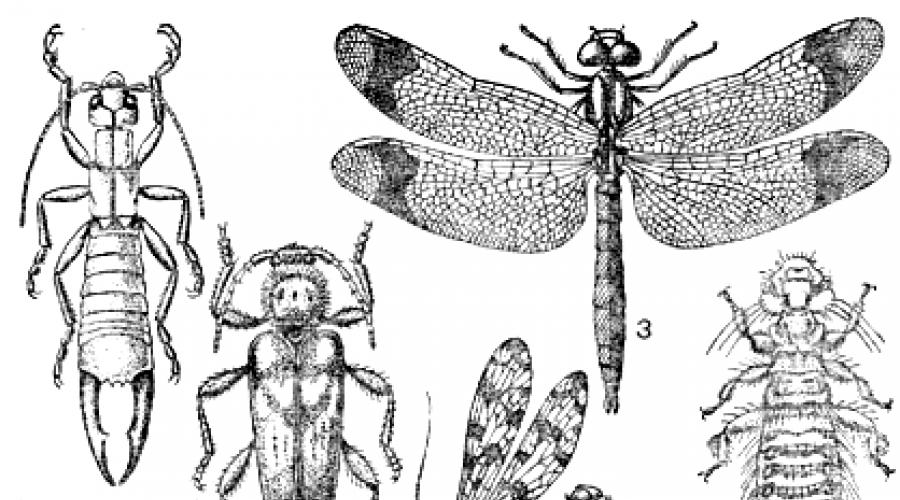 Allgemeine Merkmale der Klasse Insekten (Insecta).  Hauptordnungen der Insekten Tabelle Vielfalt der Insekten