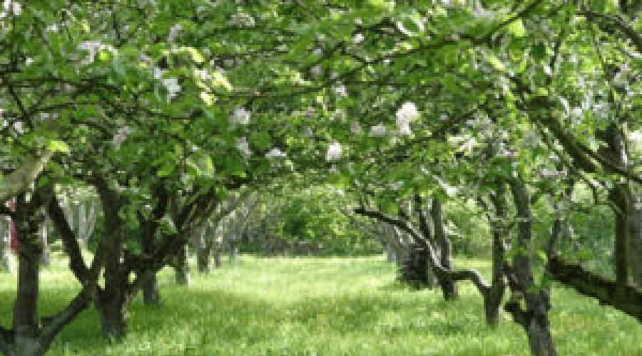 De ce mărul nu dă roade, cum să-l forțezi.  Grădinarii ne spun de ce mărul nu dă roade și ce să facem?  Metoda umană a profesorului Kolomiets