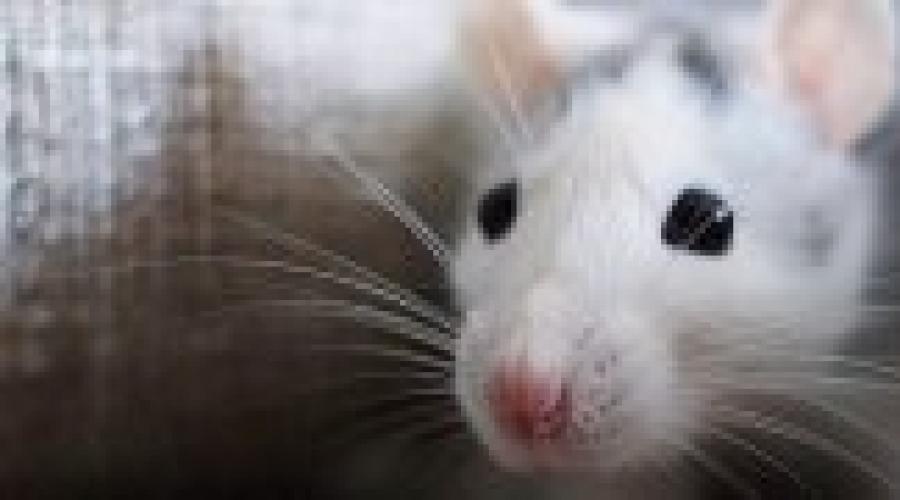 Pourquoi rêver de beaucoup de souris mortes.  Pourquoi les souris et les rats morts rêvent-ils