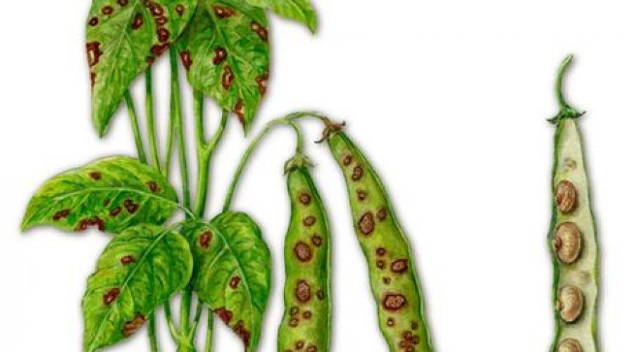 Ofilirea verticiliană - simptome, prevenire și control.  Boli fungice ale plantelor Ofilirea plantelor agricole cauzată de ciuperci parazite