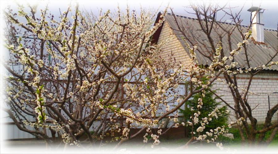 De ce florile de cireș sunt rele.  De ce nu înfloresc florile de cireș?  Posibile curmale de fructificare