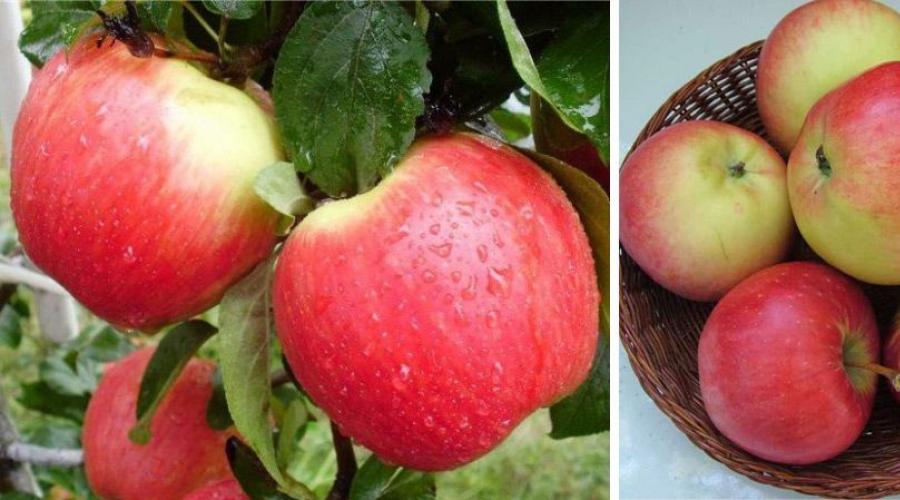 Die besten Apfelbaumsorten mit Fotos und Namen.  Sorten von Apfelbäumen, Foto mit Namen und Beschreibung, die leckersten und süßesten