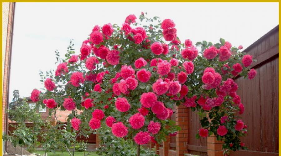Trandafirii într-o cabană de vară sunt un aranjament frumos.  Grădină de trandafiri bricolajă în țară: opțiuni în diagrame și fotografii