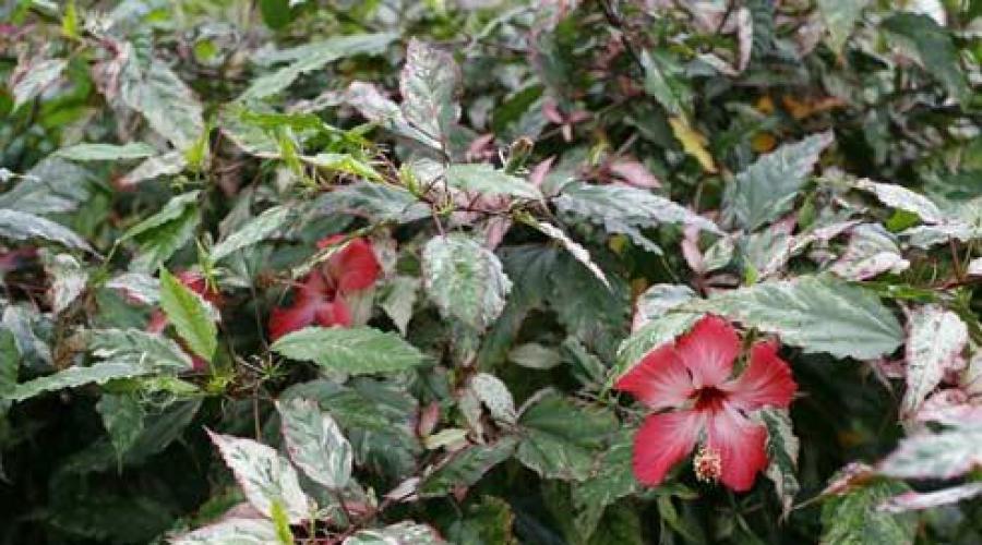 Sudanesische Rose: Wachstum und Pflege zu Hause.  Anbau und Pflege der ostsudanesischen Rose Woraus wird Hibiskustee hergestellt?
