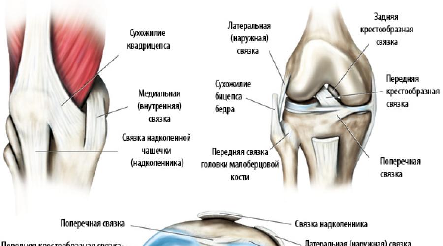 La structure de l'articulation du genou humain.  Structure et anatomie de l'articulation du genou humain