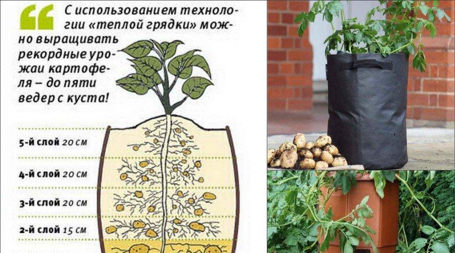 Картошка в бочке выращивание. Технология выращивания картофеля в бочке от «А» до «Я