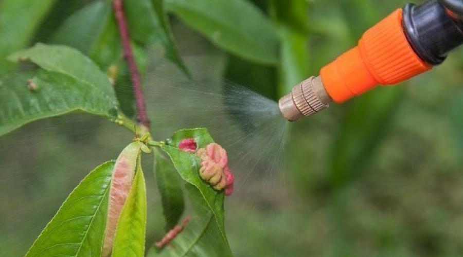 Что такое курчавость листьев персика? Меры профилактики и лечение. Как бороться с курчавостью листьев персика Медный купорос для персика весной
