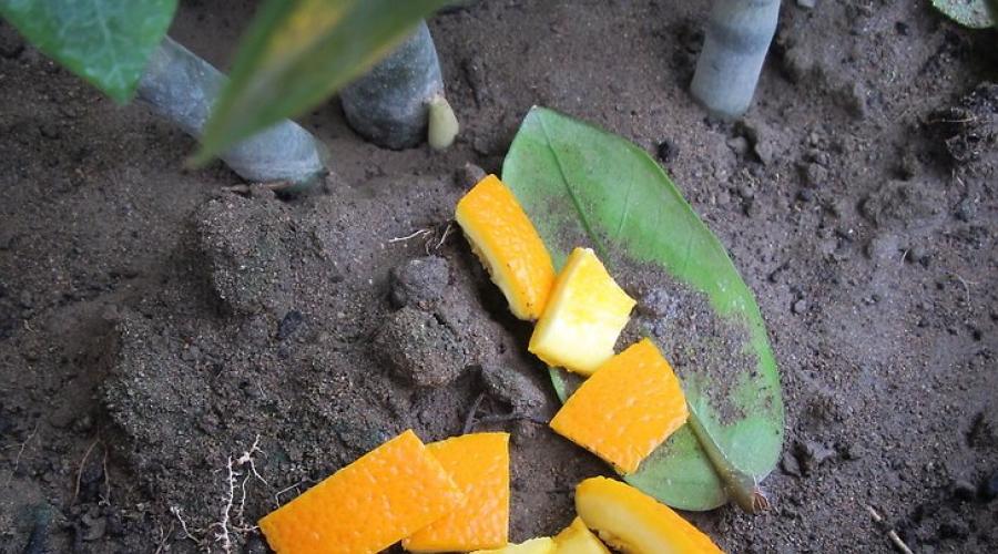 Zitrusfrüchte im Garten, Gemüsegarten an der Datscha.  Verwendung von Mandarinenschalen gegen Gartenschädlinge. Verwendung von Orangenschalen im Garten