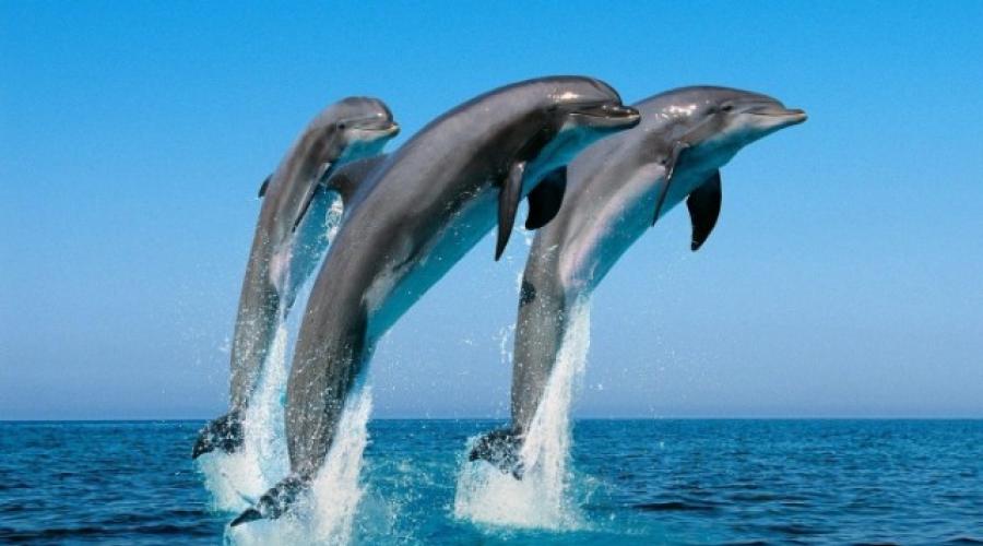 Сонник дельфины кормить рыбой. Раскрываем секреты водного мира: к чему снятся дельфины