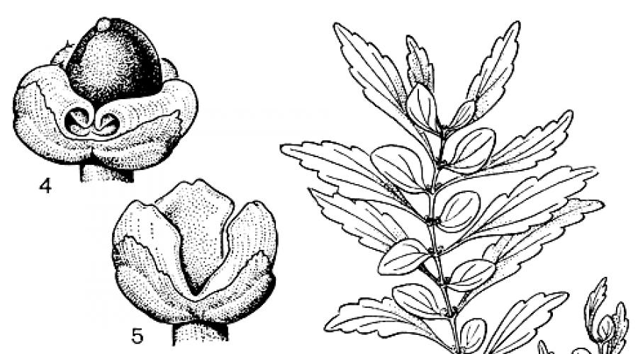 Субтропическое растение семейства крапивных 4 буквы. Растение семейства крапивных
