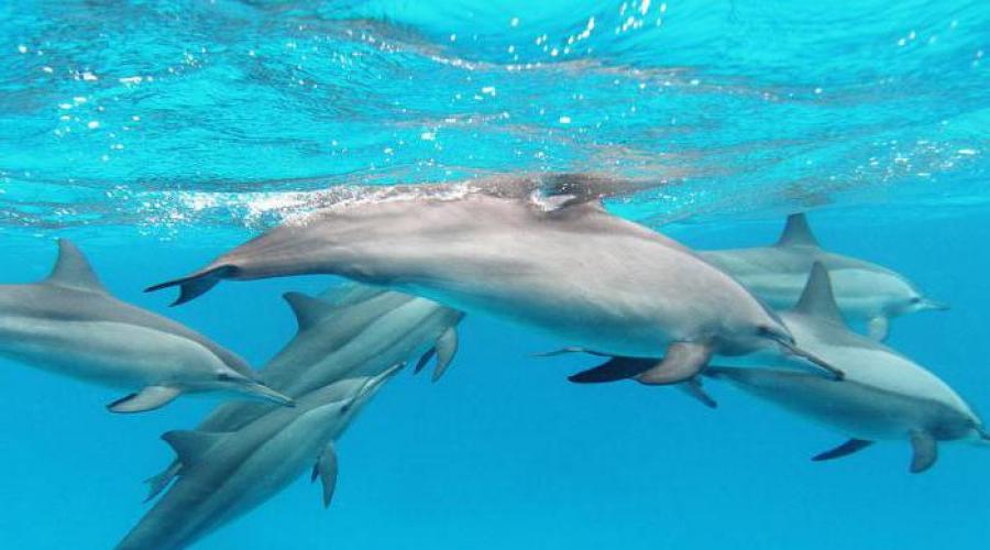 Сонник дельфины на берегу. К чему снятся дельфины в воде