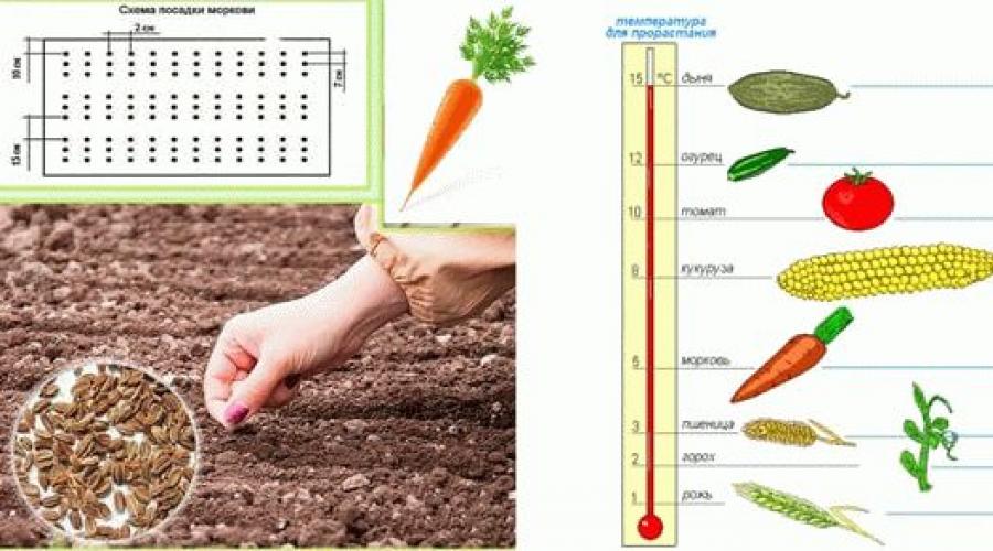 Zile favorabile pentru plantarea morcovilor.  Pana la ce data poti semana primavara si inainte de iarna cand sa plantezi morcovi primavara conform calendarului lunar?