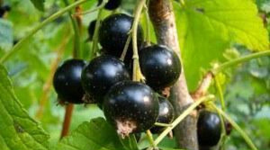 Schwarze Johannisbeeren fallen ab, was tun?  Warum schwarze Johannisbeeren keine Früchte tragen – mehrere Gründe