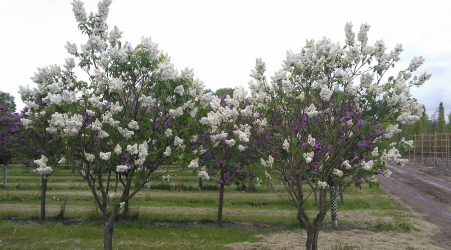 La formation de lilas sous la forme d'un arbre standard.  Taille des lilas : comment et quand Couper les lilas au printemps