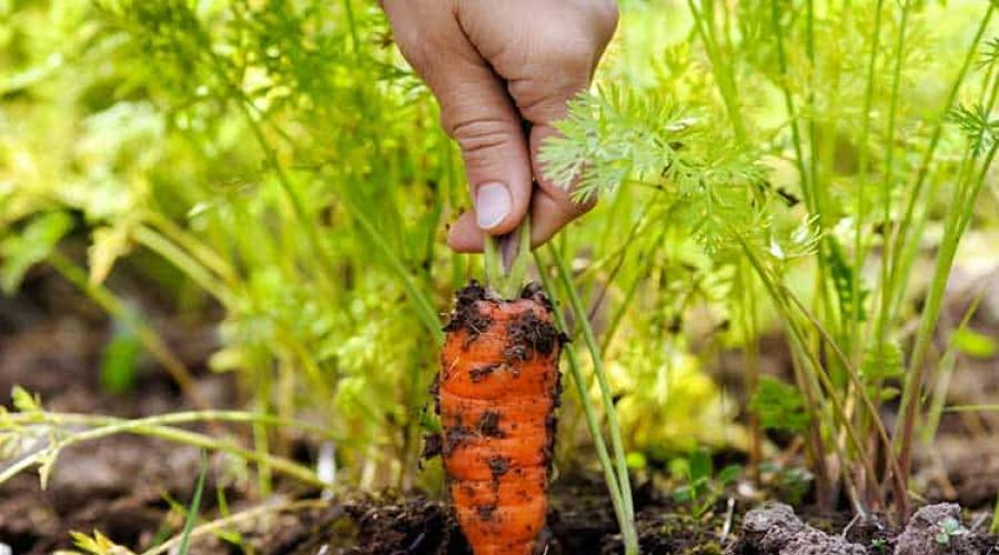 Determină că morcovii nu cresc.  Ce să faceți dacă morcovii nu încolțesc și cât de des să-i udați după plantare?  Adâncime de semănat excesivă sau insuficientă