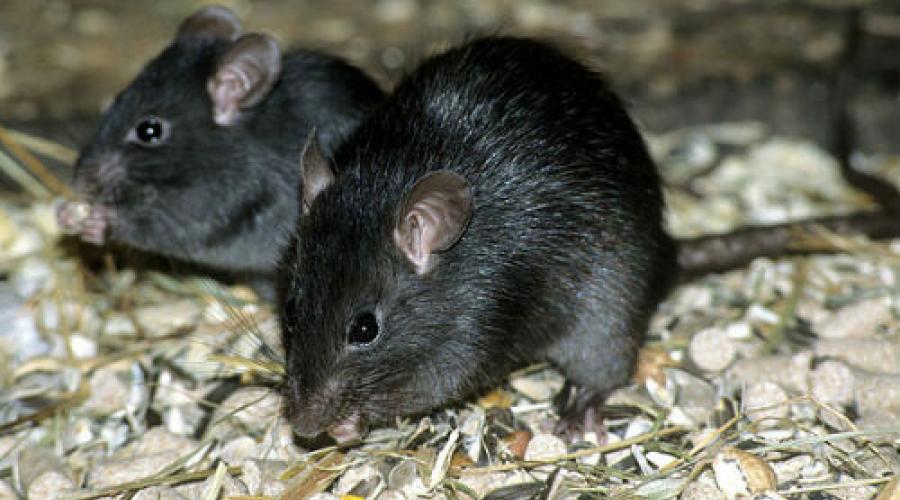 К чему снятся мыши маленькие серые много. Туркестанская крыса (Rattus pyctoris). Крыса Раттус Раттус черная. Ратус Ратус. Крысы Rattus Rattus.