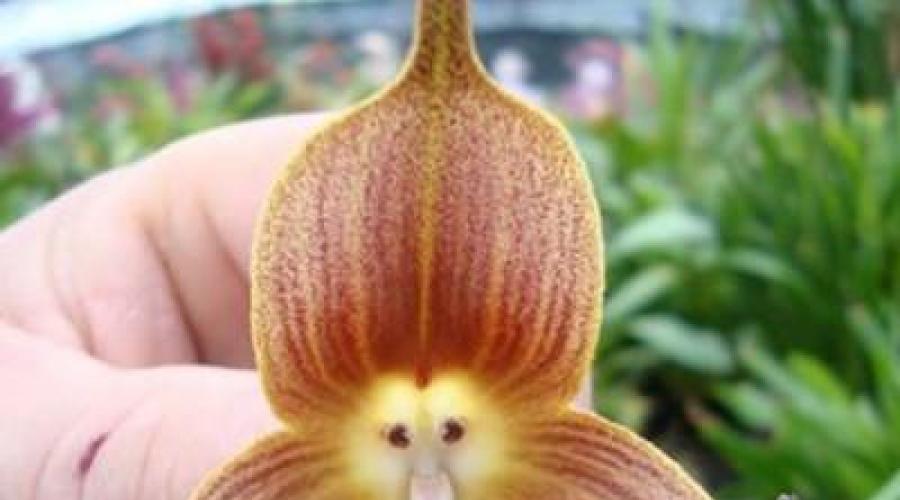 Фото и названия видов экзотической орхидеи. Виды орхидей Цветок похожий на орхидею но не орхидея