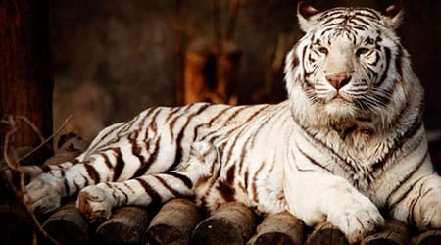 Weißer Tiger laut Traumbuch.  Warum träumen Sie vom Weißen Tiger?