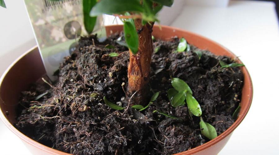 Sind Regenwürmer im Blumentopf gefährlich?  Regenwürmer in Topfpflanzen: anfangen oder nicht?  Wie bekommt man Würmer aus einem Blumentopf?
