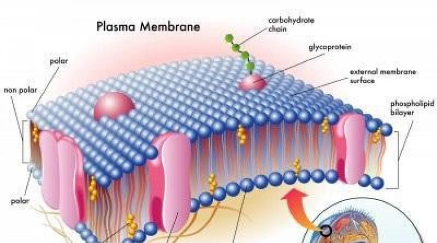 Chloroplasten führen die Zelle aus.  Chloroplasten, ihre Struktur, chemische Zusammensetzung und Funktionen
