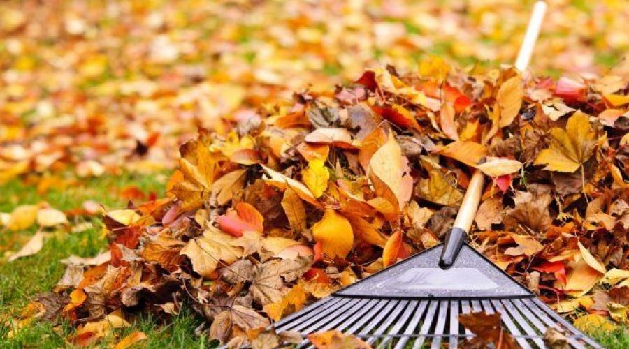 За и против: нужно ли убирать листья осенью в саду. Уборка опавших листьев осенью: как правильно ее делать и нужна ли она вообще? Зачем убирать опавшие листья