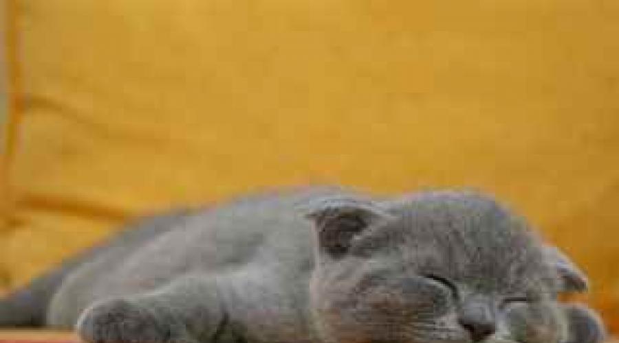 Im Traum graue und weiße Kätzchen sehen.  Warum träumen Sie von einem grauen Kätzchen?  Warum träumt eine Frau von einer Katze mit Kätzchen?