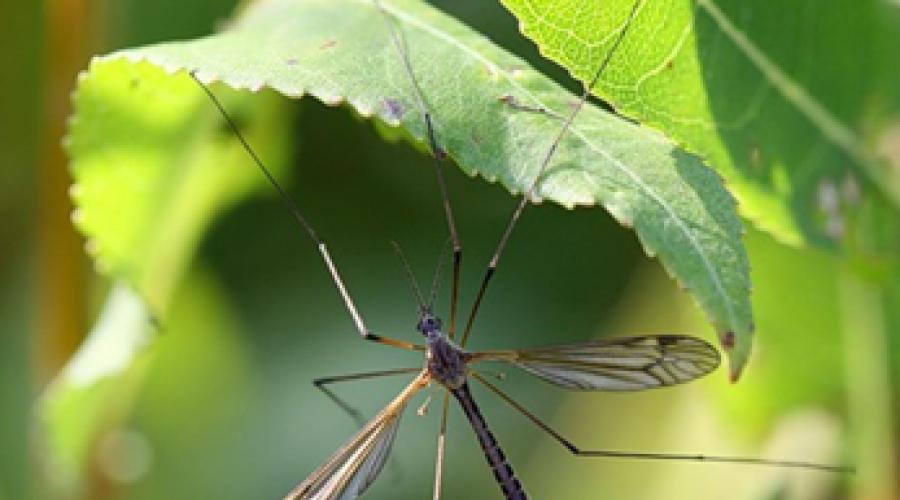 Comment se débarrasser des moustiques dans le pays ?  Comment se débarrasser des moustiques dans votre jardin : les meilleurs moyens Comment se débarrasser des moustiques dans votre jardin.