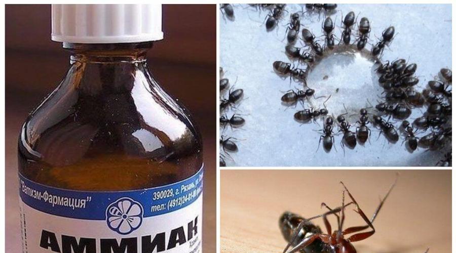 Как избавиться от муравьев нашатырным спиртом. Нашатырный спирт от муравьев и тли