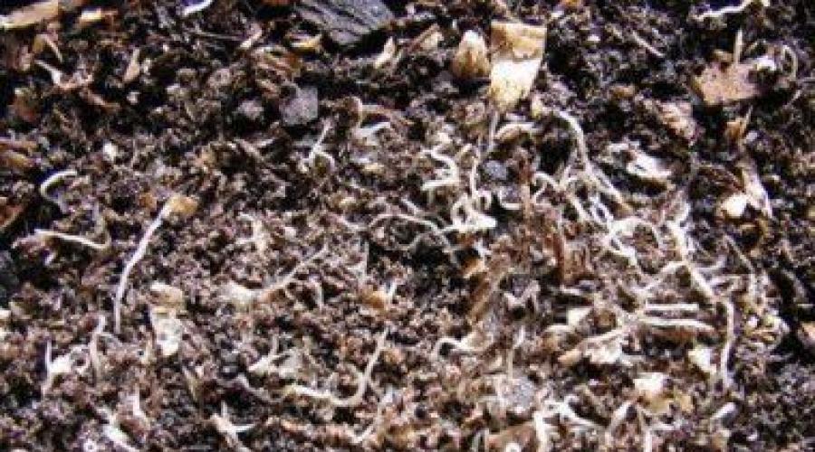 Regenwürmer in Topfpflanzen: anfangen oder nicht?  Würmer in Zimmerblumen wie man sie loswird Sind Regenwürmer in einem Blumentopf schädlich?