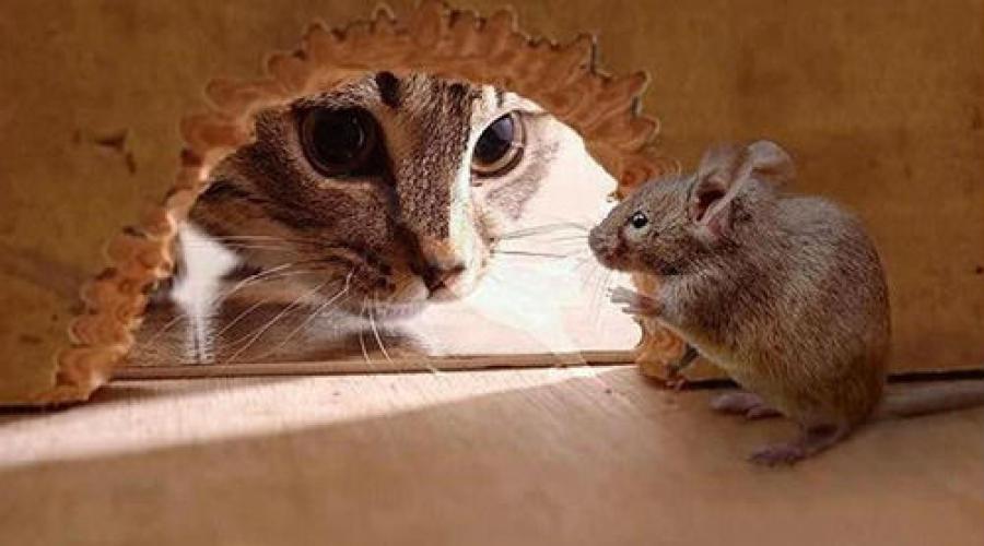 De ce visezi șoareci albi morți.  De ce visează șoarecii morți: interpretări ale unui vis „urât”.