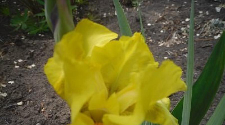 Iris teilen und pflanzen.  Schwertlilien im Frühjahr in den Boden pflanzen - ausführliche Anleitung Wo man Schwertlilien pflanzt