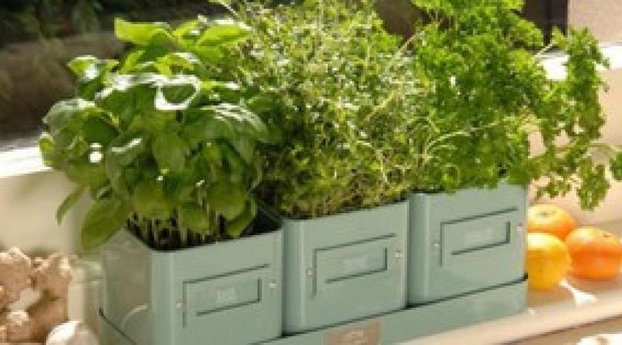 Cultiver des légumes verts sur le rebord de la fenêtre toute l'année.  Nous cultivons des légumes à la maison Comment faire pousser des légumes dans un appartement