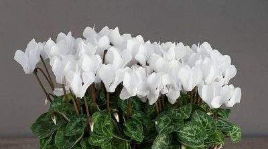 Mélange Fittonia, soins à domicile, photo.  Mélange de plantes à fleurs : le bon geste à la maison Entretien des mélanges