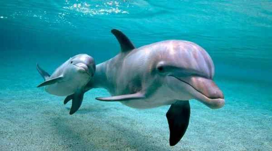 Ich habe von einem Delphin geträumt.  Warum träumt man laut Traumbuch im Traum von Delfinen im Meer?  Ein wunderschöner Delphin, gesehen in einem Traum