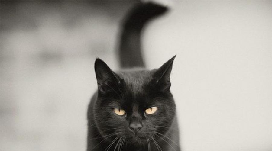 К чему снится чёрная кошка, что значит видеть ее во сне. К чему снится черная кошка во сне
