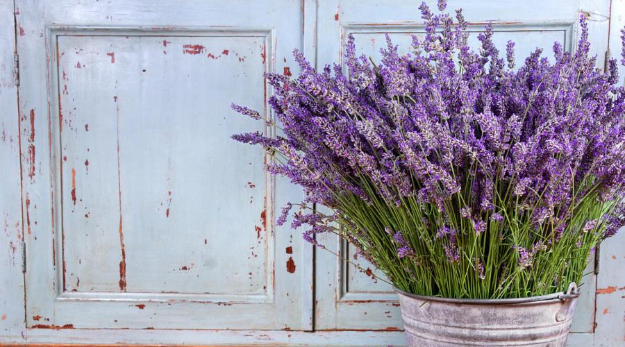 Îngrijirea și cultivarea lavandei în teren deschis.  Lavanda - Provence parfumată în grădina ta În ce an înflorește lavanda angustifolia