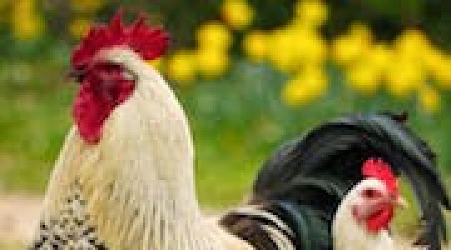 Warum davon träumen, rohes Hühnchen zu kochen?  Warum träumst du von Hühnern?  An Gäste und Anreise