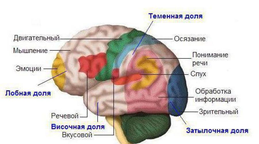 Anatomie du lobe pariétal.  Lobe temporal du cerveau : structure et fonctions