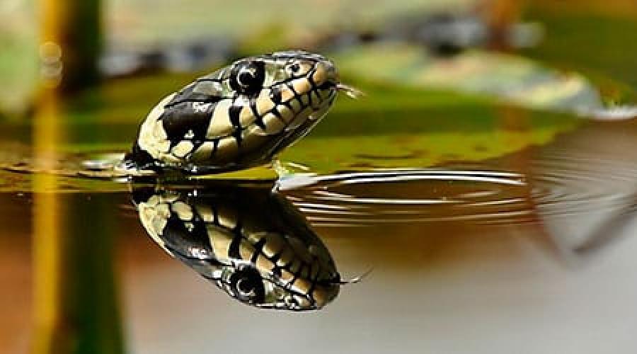 Șerpi lângă apă și în apă.  șerpi în apă limpede